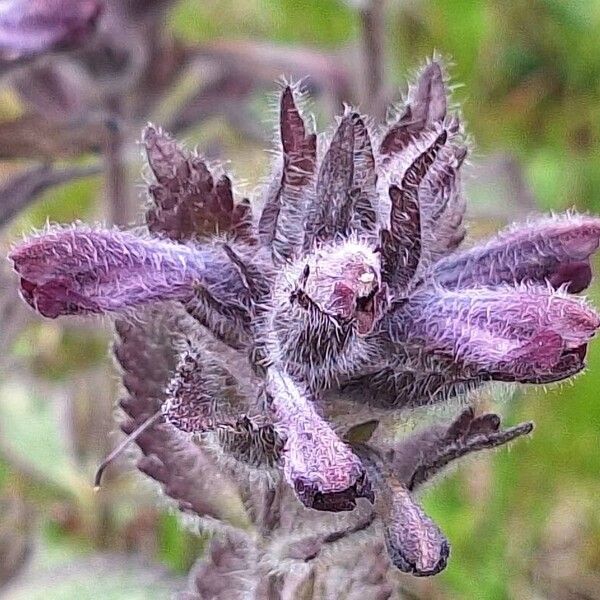 Bartsia alpina Flower