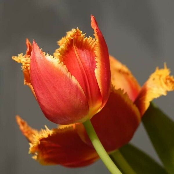 Tulipa agenensis Fiore