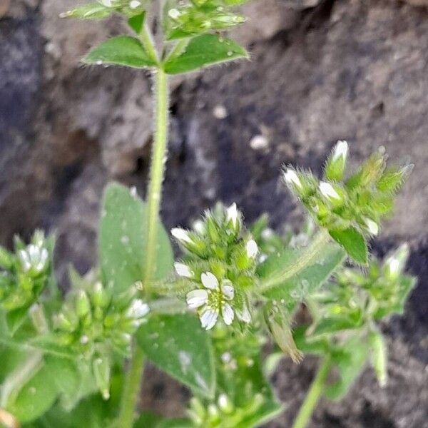 Cerastium glomeratum Blomma