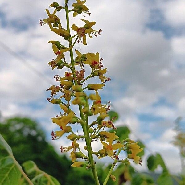 Koelreuteria paniculata 花