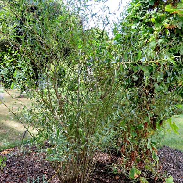 Salix purpurea Habit