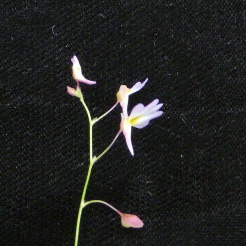 Utricularia striatula ᱵᱟᱦᱟ