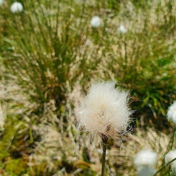 Eriophorum scheuchzeri Floro