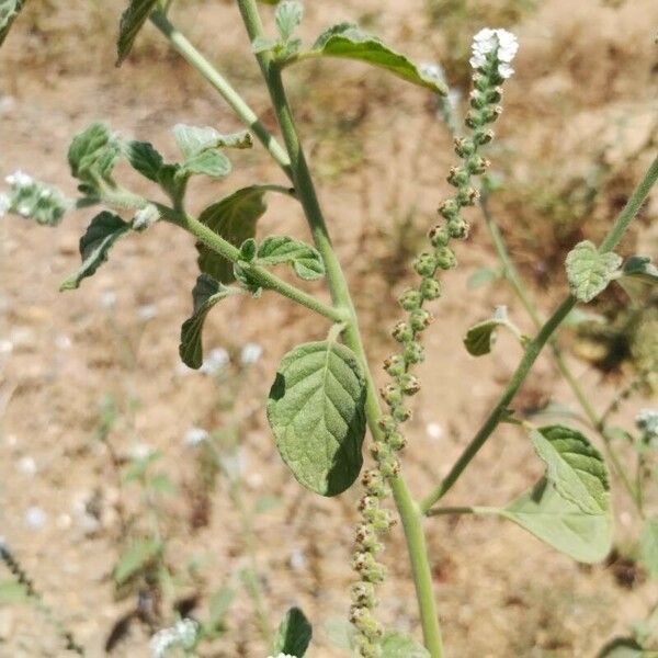 Heliotropium europaeum Листок