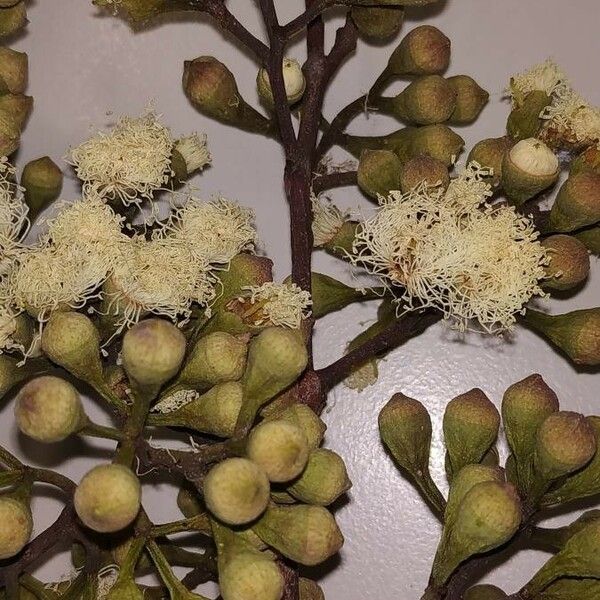 Corymbia citriodora Λουλούδι