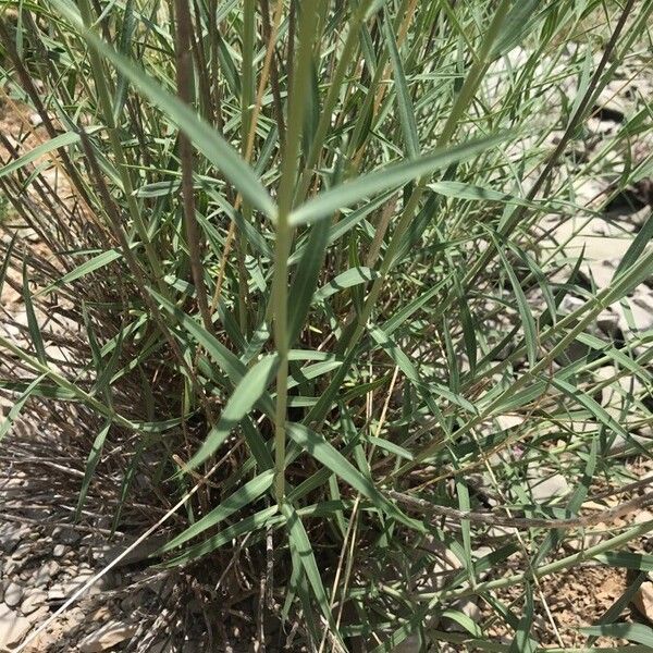 Centranthus lecoqii Leaf