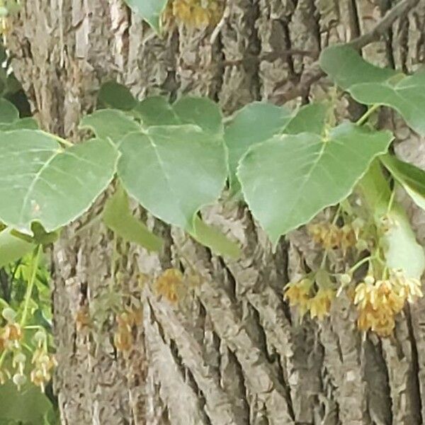 Tilia americana 葉