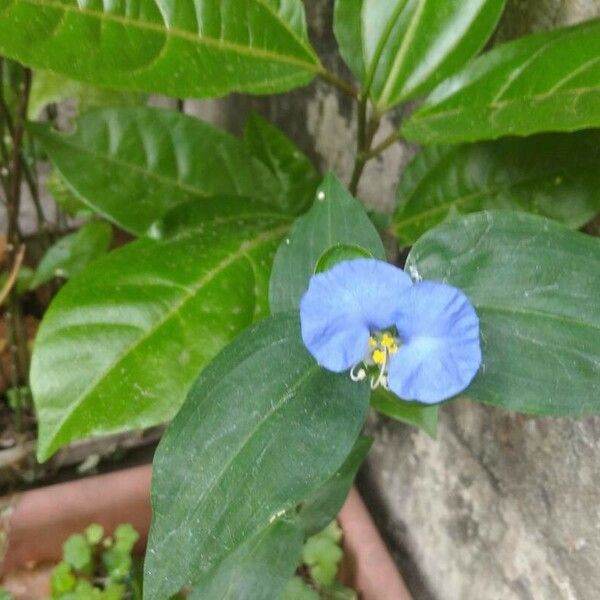 Commelina erecta Fleur