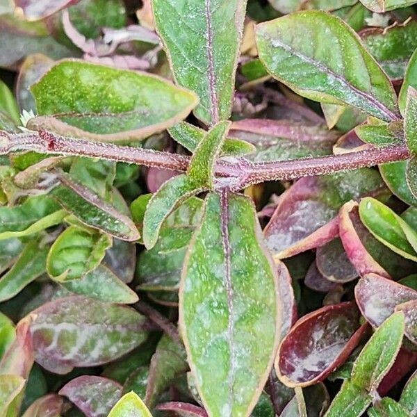 Alternanthera bettzickiana Leaf