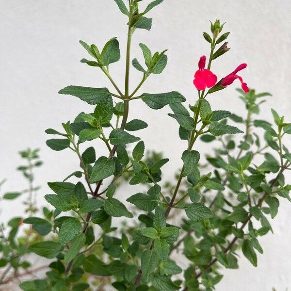 Salvia microphylla Blatt