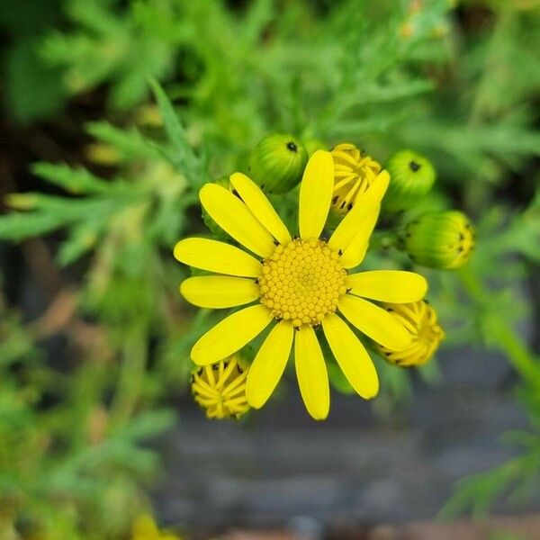 Senecio squalidus Flor