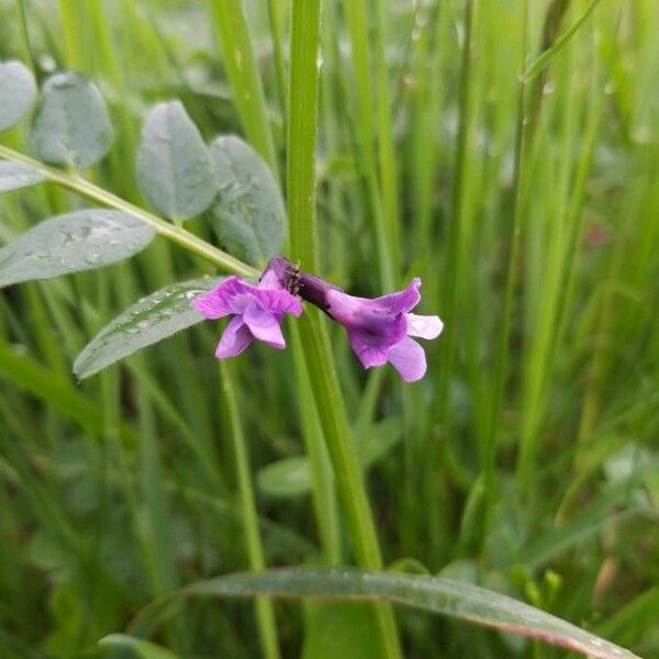 Vicia sepium Кветка