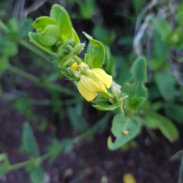 Justicia flava Blomst