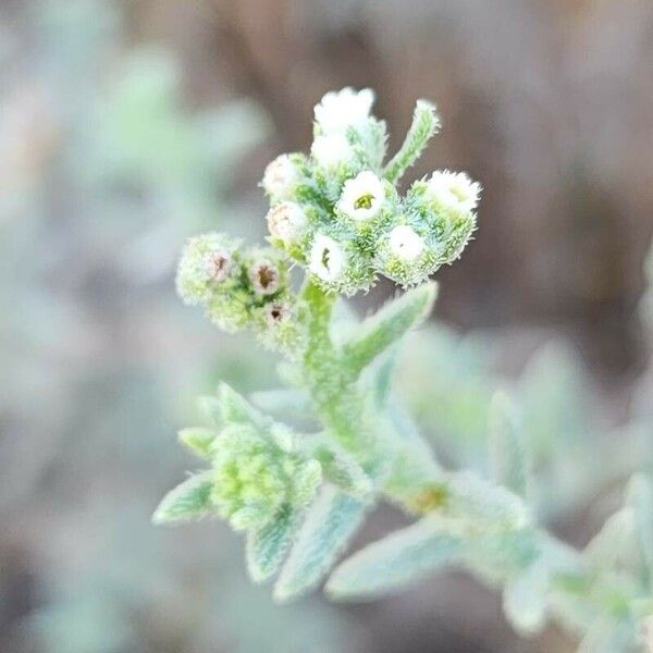 Heliotropium bacciferum 花