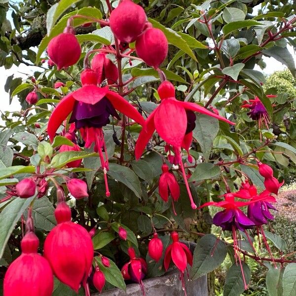 Fuchsia magellanica Virág