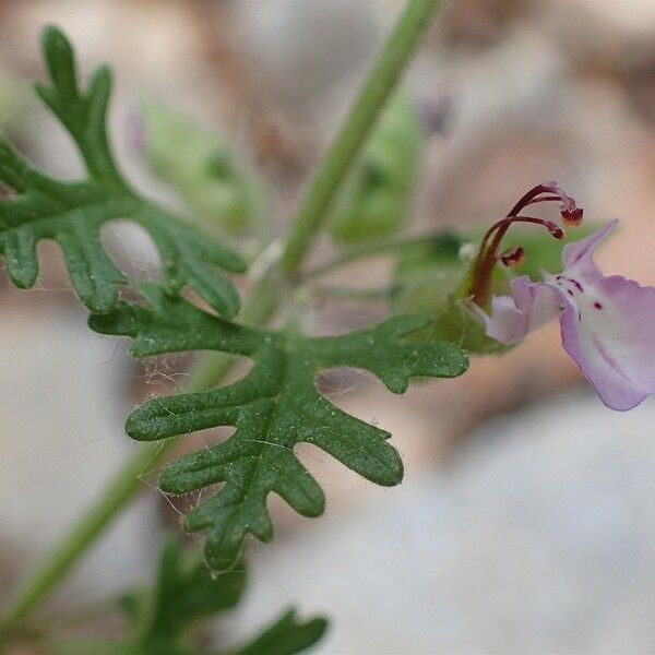 Teucrium botrys Habitus