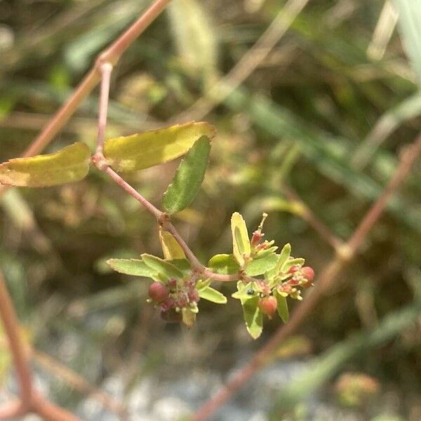 Euphorbia nutans Plod