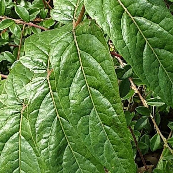 Diervilla lonicera Blad