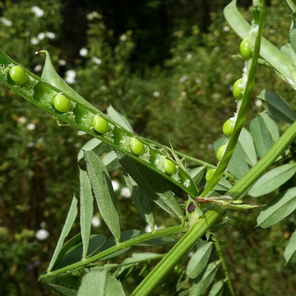 Vicia sativa Frugt