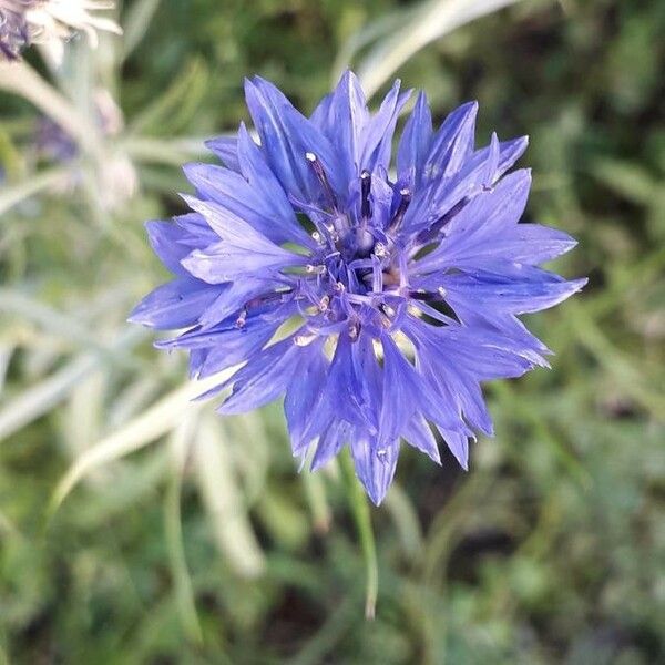 Cyanus segetum Blomst