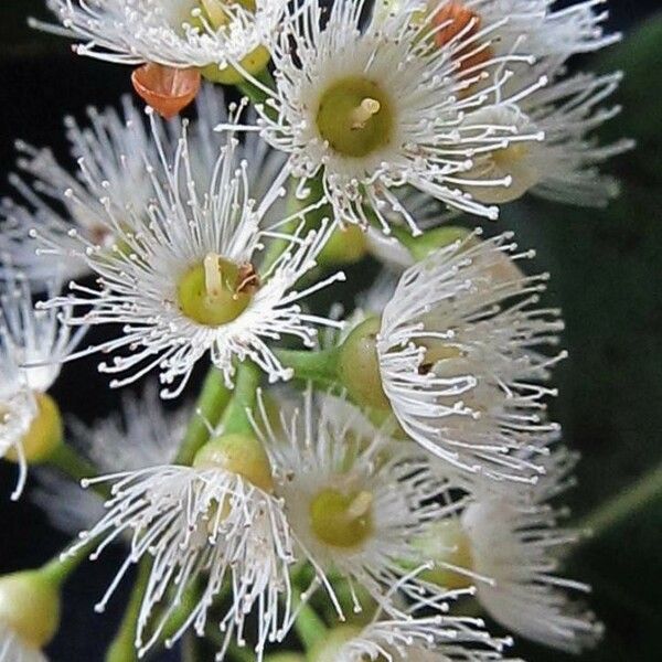 Eucalyptus deglupta Flor