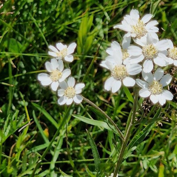 Achillea ptarmica പുഷ്പം