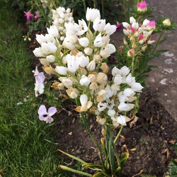 Ornithogalum thyrsoides Žiedas