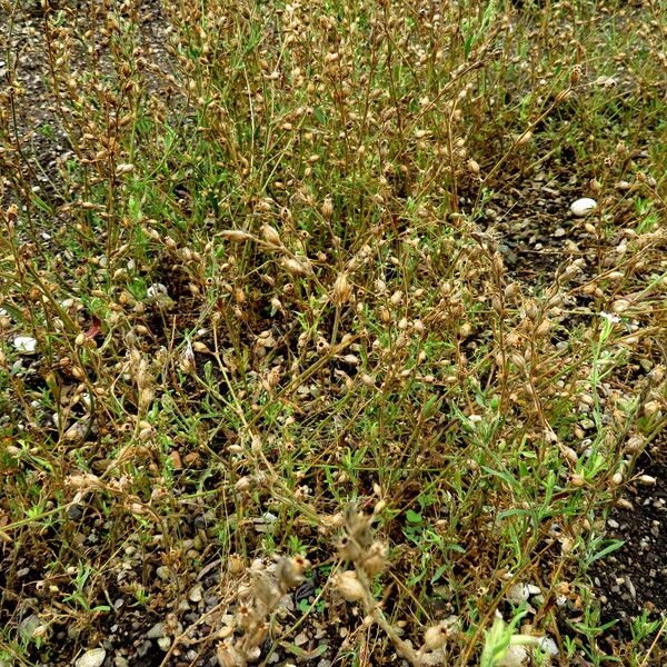 Silene gallica Habit