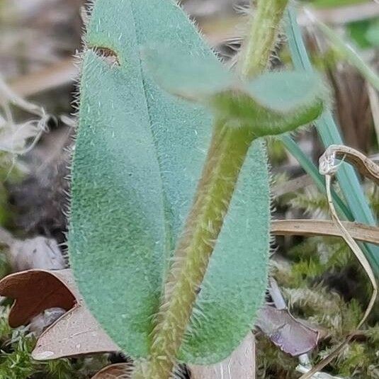 Pulmonaria obscura Leaf