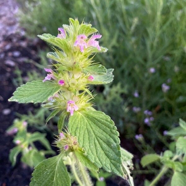 Galeopsis bifida Blüte