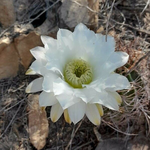 Acanthocalycium leucanthum ᱵᱟᱦᱟ