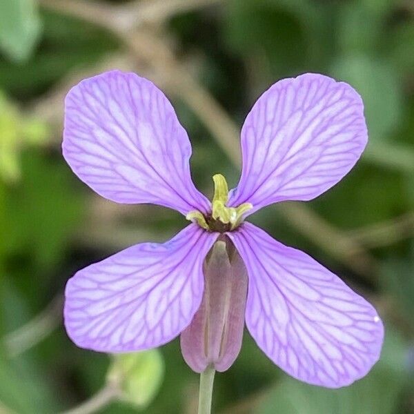 Moricandia arvensis Floro