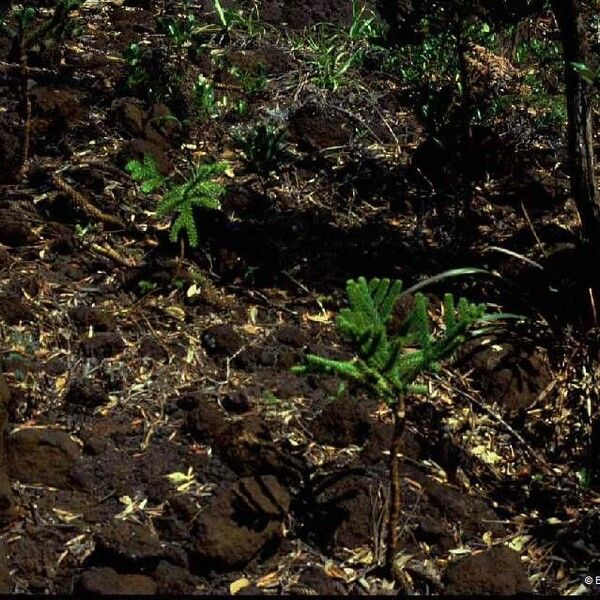 Araucaria muelleri Yeri