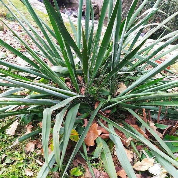 Yucca filamentosa 叶