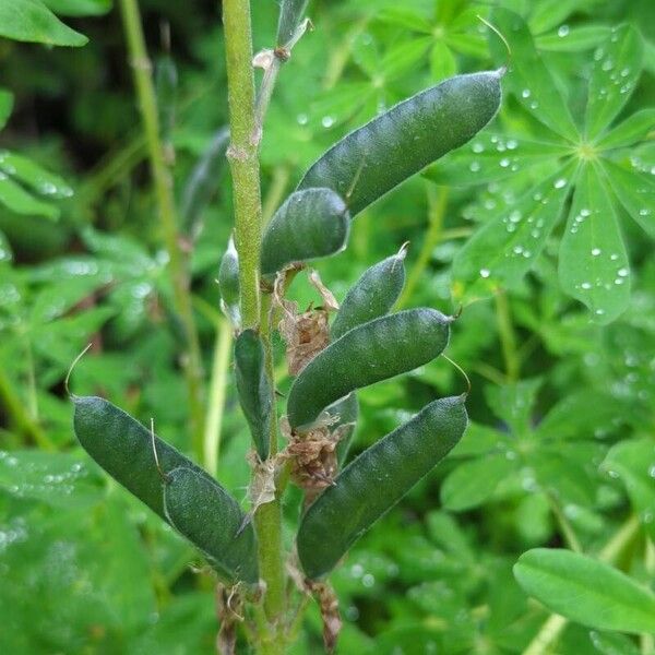 Lupinus nootkatensis 果実