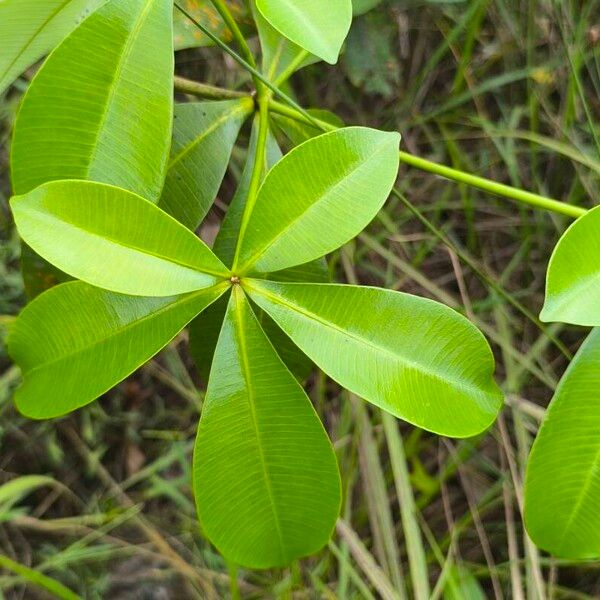 Alstonia congensis Blad