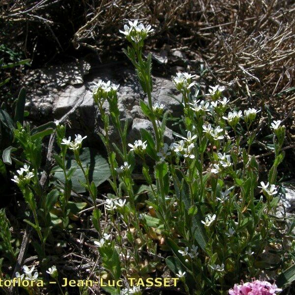 Arabis auriculata Habit