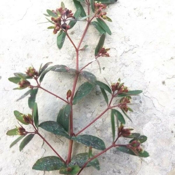 Euphorbia nutans Žiedas