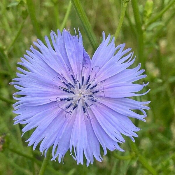 Cichorium endivia Kwiat