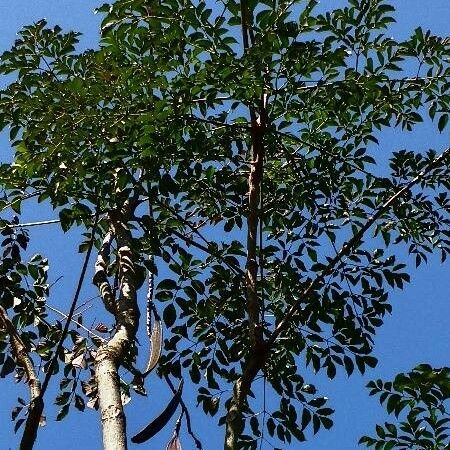 Oroxylum indicum Plante entière