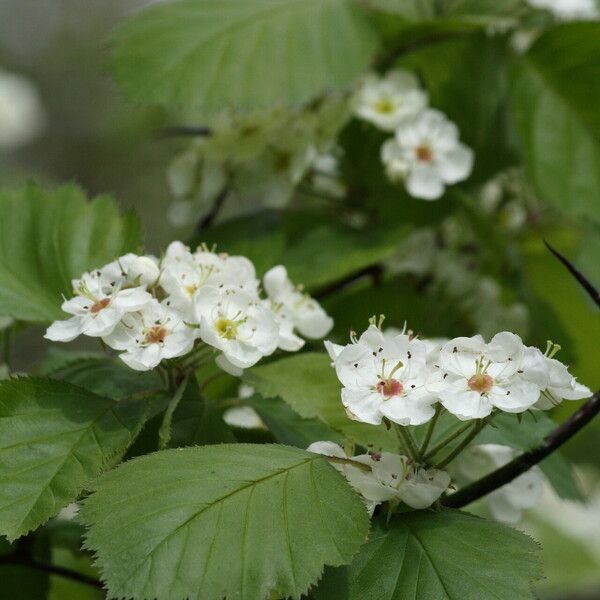 Crataegus coccinea Flower