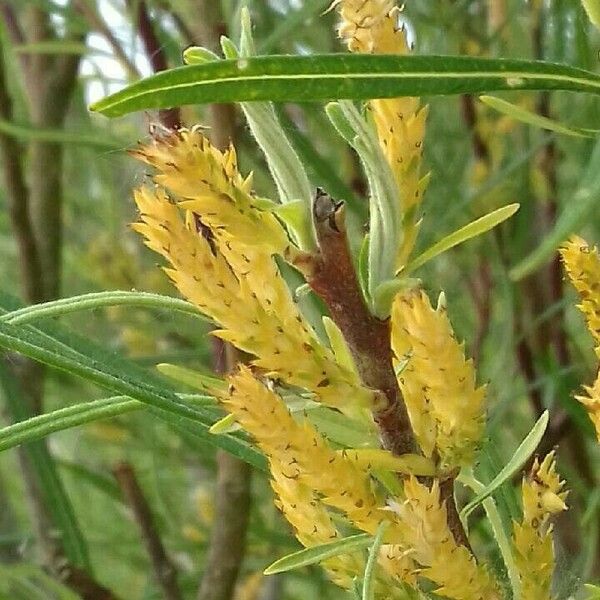 Salix eleagnos Інше