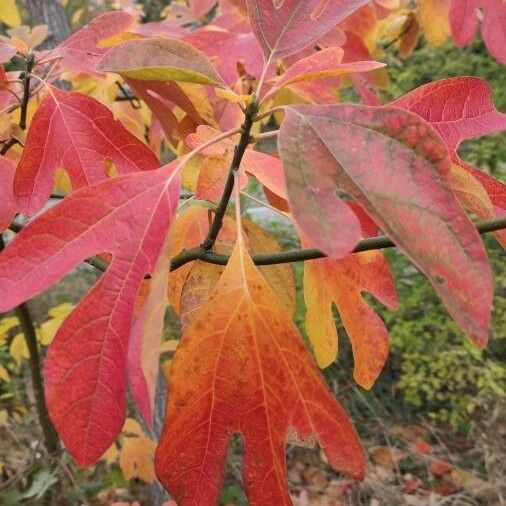 Sassafras albidum পাতা