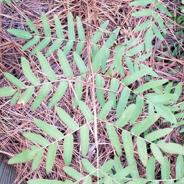 Osmunda regalis Yaprak