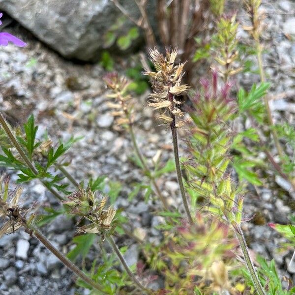 Verbena bipinnatifida Fruit