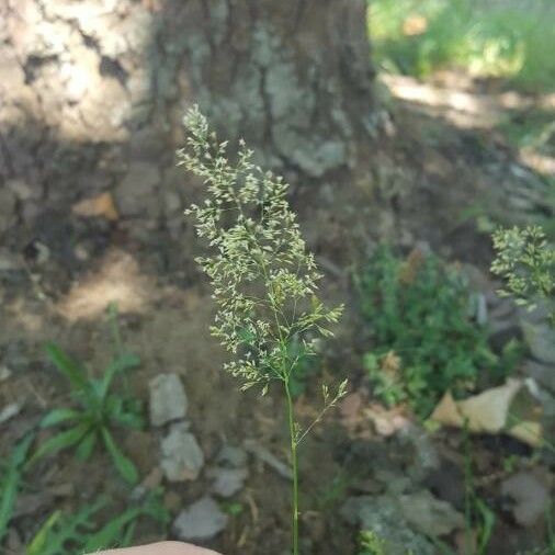 Agrostis gigantea Flower
