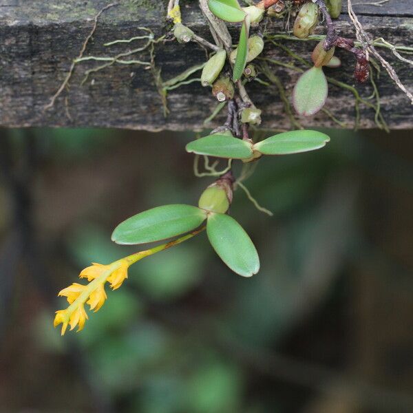 Bulbophyllum fuscum Habitat