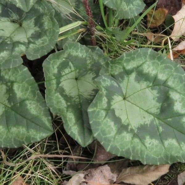 Cyclamen hederifolium Листок