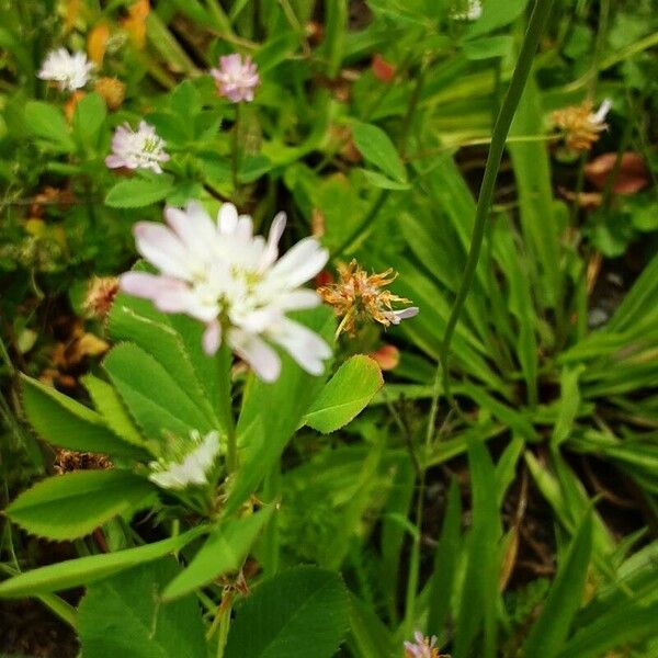 Trifolium resupinatum Кветка