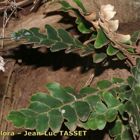 Asplenium aureum Lapas